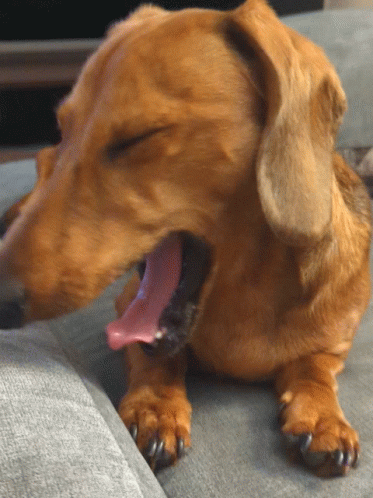 Yawning Cute Dachshund Dog GIF