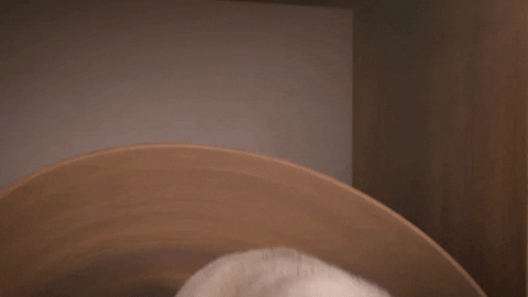Yawning Dog Time For Bed GIF