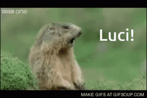 Yawning Ground Squirrel Saying Luci