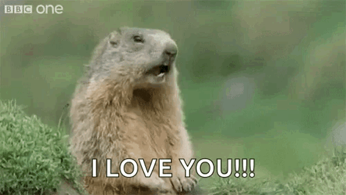 Yawning Groundhog Saying Hey I Love You GIF