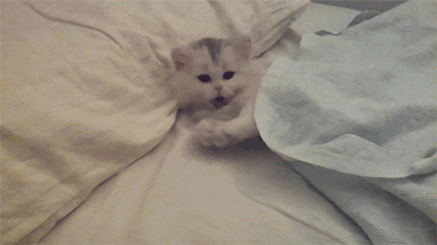 Гифы под одеялом. Котенок зевает гифка. Котик просыпается гифка. Котенок проснулся гиф. Котик проснулся гиф.