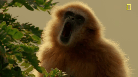 Yawning Monkey Curious George Sleepy GIF