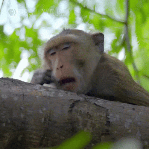 Yawning Monkey In A Tree GIF