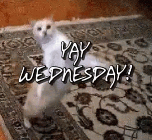 Yay Wednesday Cat GIF