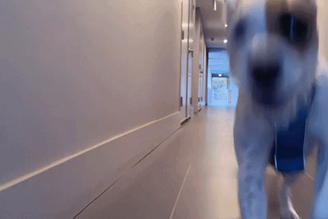 Yeah Buddy Excited Dog GIF