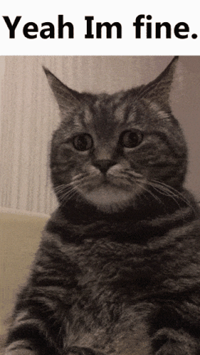 Yeah Im Fine Grey Cat GIF