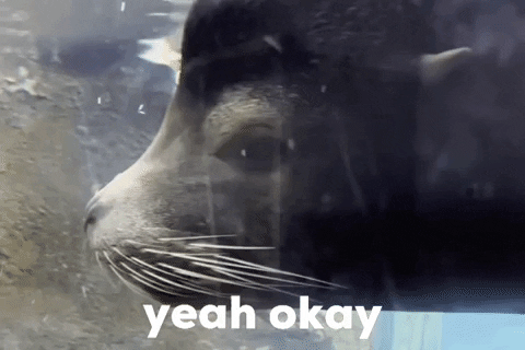 Yeah Okay Sea Lion Side Eye GIF