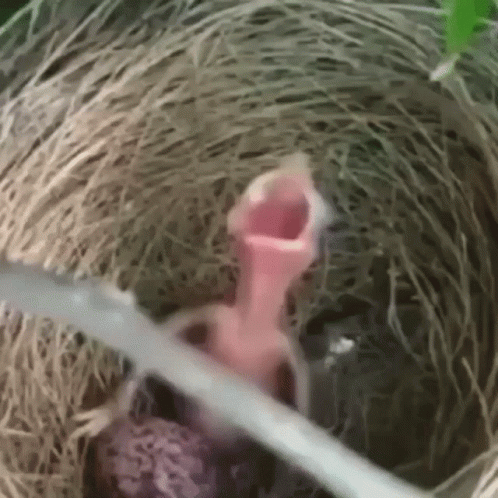 Baby Chick Bird Yelling GIF