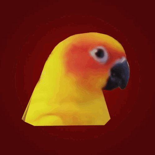 Yellow And Orange Parrot With Black Beak GIF