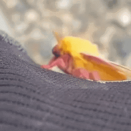 Yellow And Pink Moth On Leg GIF