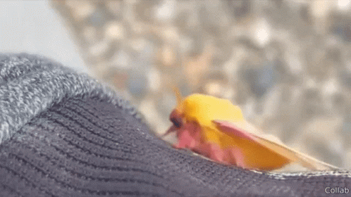 Yellow And Pink Moth On Top Of Socks GIF