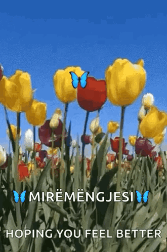 Yellow And Red Tulips With Blue Butterfly GIF