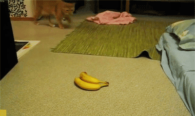 Yellow Banana Scared The Cat GIF