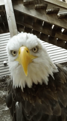 Yellow-Beaked Bald Eagle On Wooden Stairs GIF