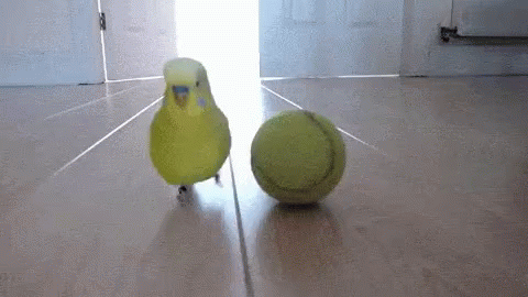 Yellow Bird Standing Next to Tennis Ball