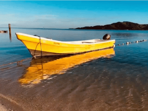 Yellow Boat Saying Dolphin