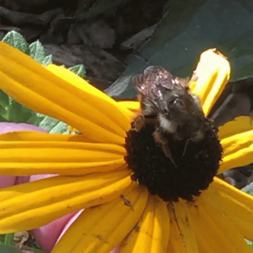 Yellow Bumblebee Close Up Shot GIF