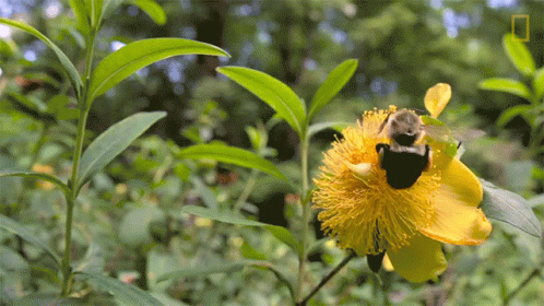 Yellow Bumblebee Collecting Nectar GIF
