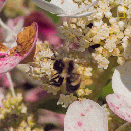 Yellow Bumblebee Flying In The Middle GIF