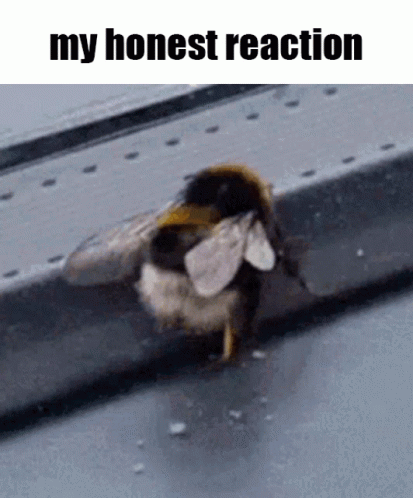 Yellow Bumblebee Honest Reaction GIF