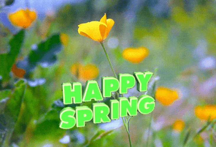 Yellow California Poppy Happy Spring GIF