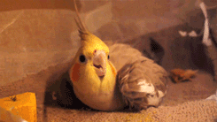 Yellow Cockatiel Egg Laying King GIF