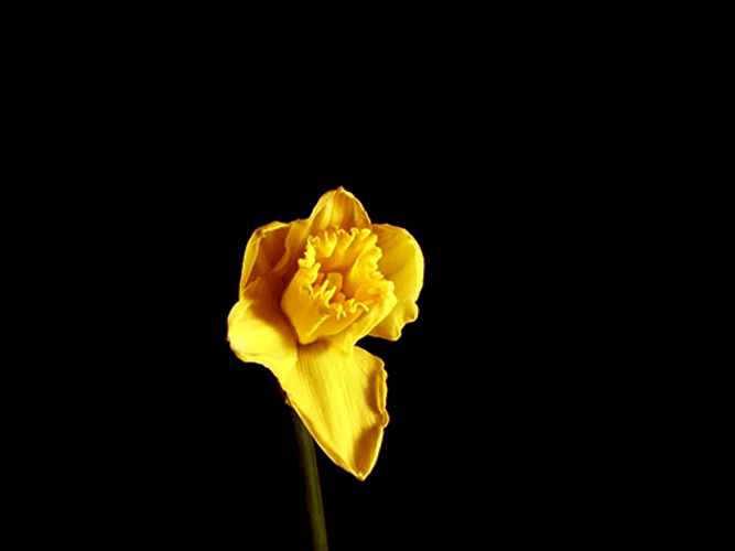 Yellow Daffodil Flower GIF