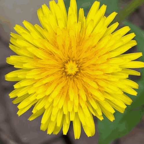Yellow Dandelion Flower