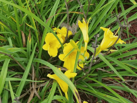 Yellow Daylily Insect GIF
