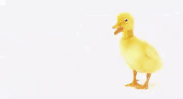 Yellow Duck Next to You're the Best