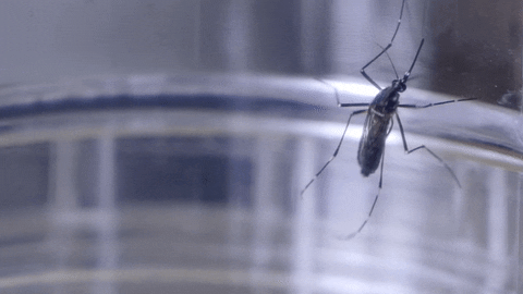 Yellow Fever Mosquito GIF