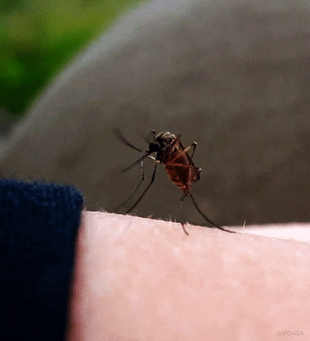 Yellow Fever Mosquito Insect GIF