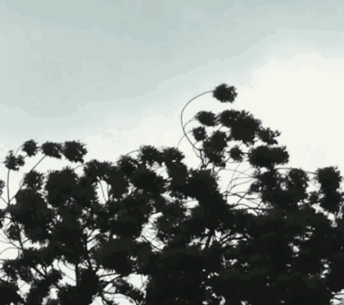 Yellow Flower Face There Is A Zombie On Your Lawn GIF