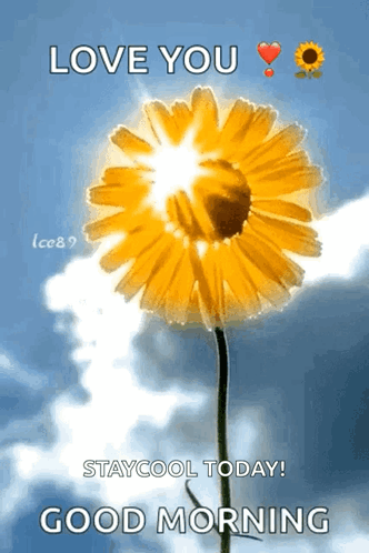 Yellow Flower With Love You Stay Cool Today Good Morning