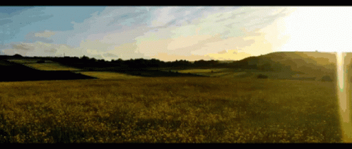 Yellow Flowers Field with Sun Through Trees