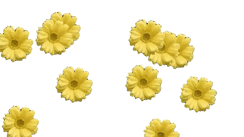Yellow Flowers Floating