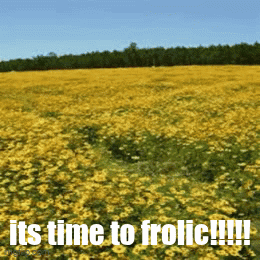 Yellow Flowers Saying It's Time To Frolic GIF