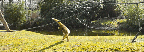 Yellow Gibbon Running GIF