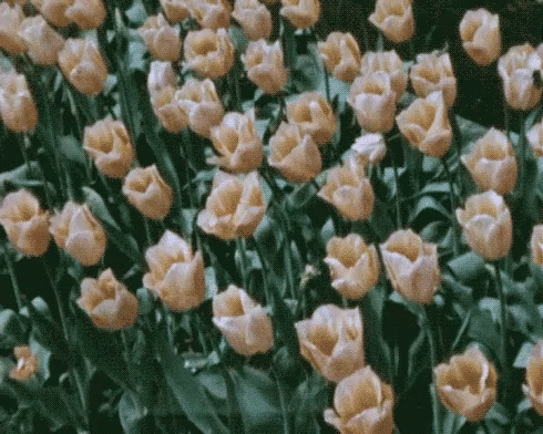 Yellow Green Aesthetic Rose Blooms GIF