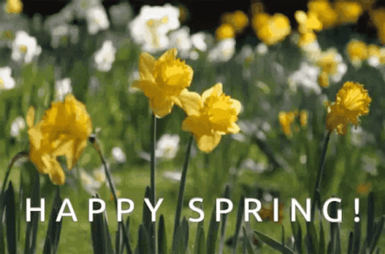 Yellow Jonquil Happy Spring GIF