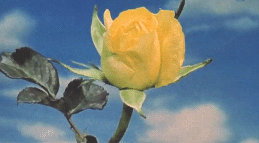 Yellow Rose Flower GIF 