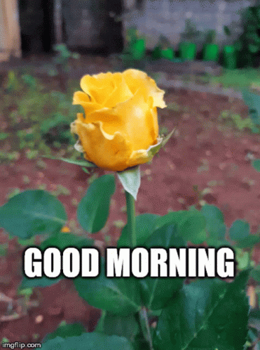 Yellow Rose Saying Good Morning