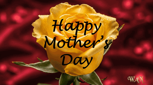 Yellow Rose With Happy Mother's Day