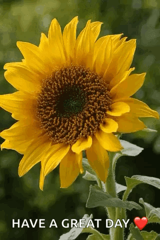 Yellow Roses Bouquet With Red Heart For You GIF