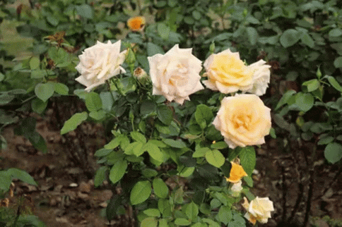 Yellow Roses On Bush GIF