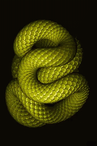 Yellow Snake Shaped Like Letter S