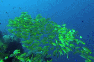 Yellow Snapper Fish Meme GIF