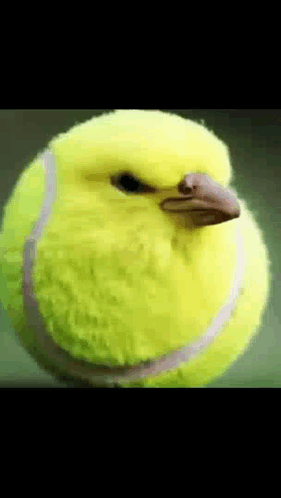 Yellow Tennis Ball With Bird Face