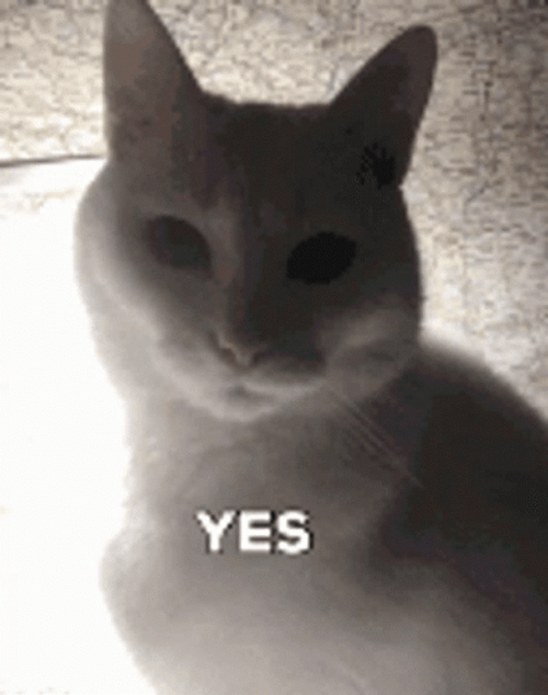 Yes Cute White Cat GIF