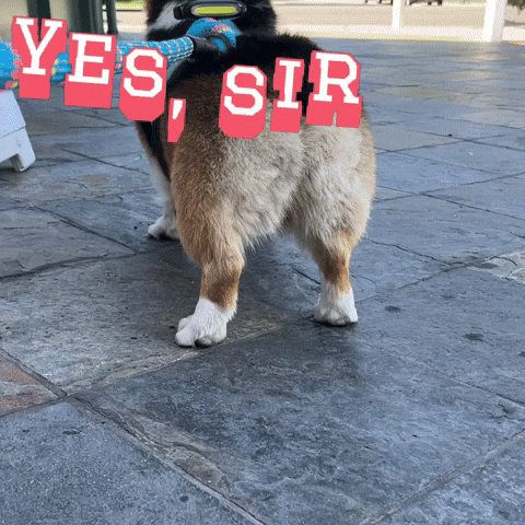 Yes Sir Fluffy Corgi Dog GIF